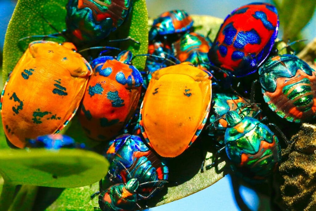 Very colorfully dotted and striped beetles, all sitting on a green leaf