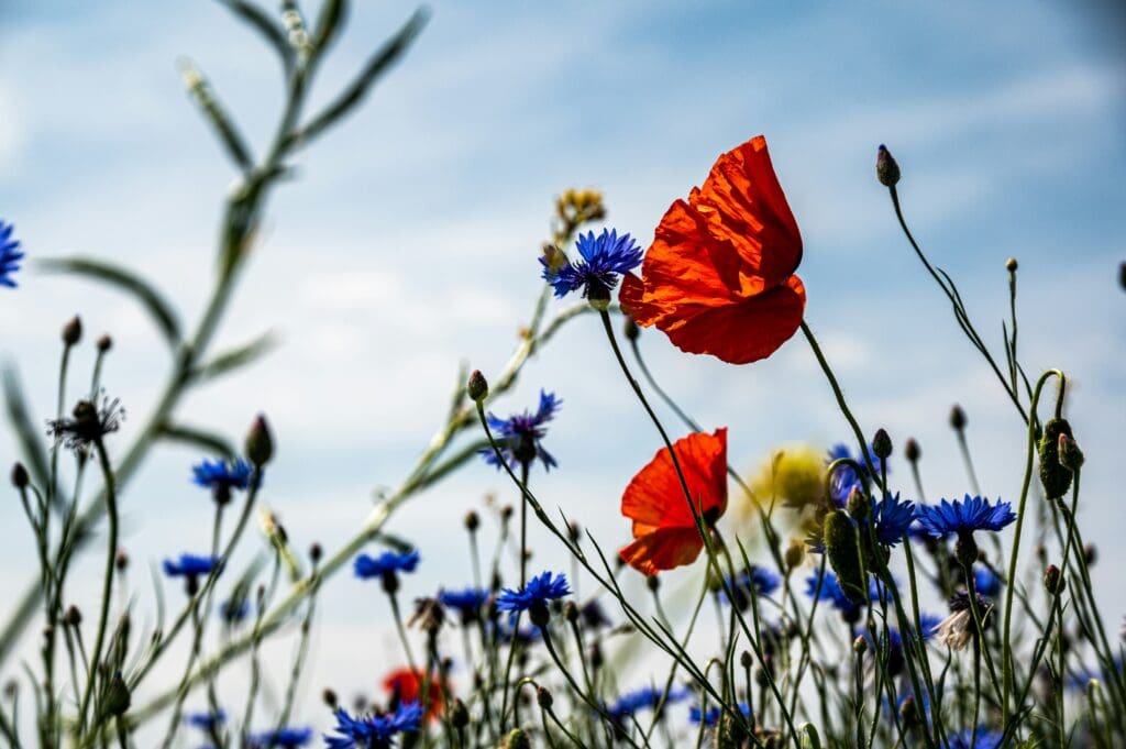 Field of red poppies and blue cornflowers, typically growing along or in crop fields