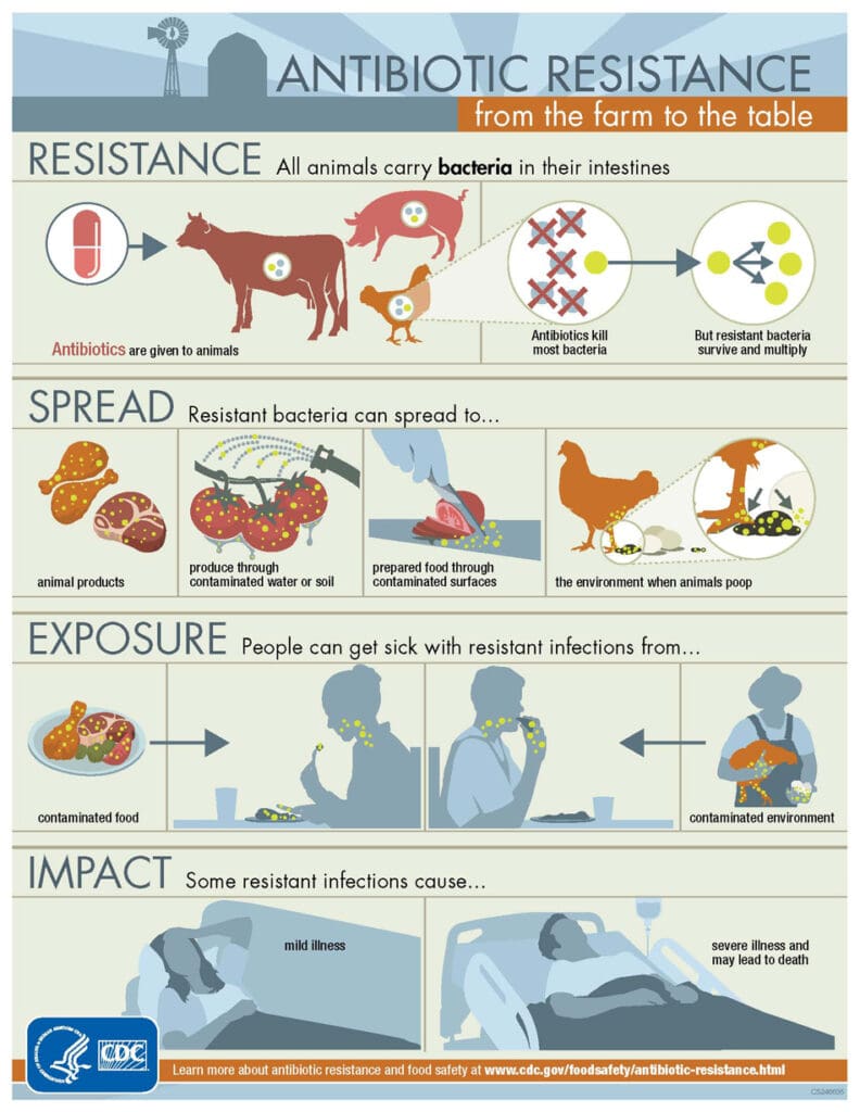 Diese Infografik zeigt, wie Antibiotika von Tieren in den menschlichen Körper gelangen und gesundheitliche Probleme verursachen können