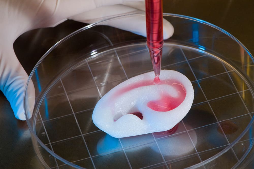 Lab tissue engineering of a human ear in a Petri dish