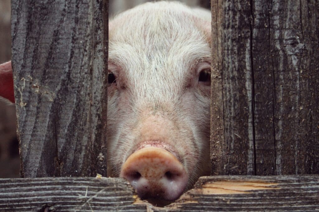Der Kopf eines Schweins schaut teilweise durch einen Spalt in einem Holzverschlag