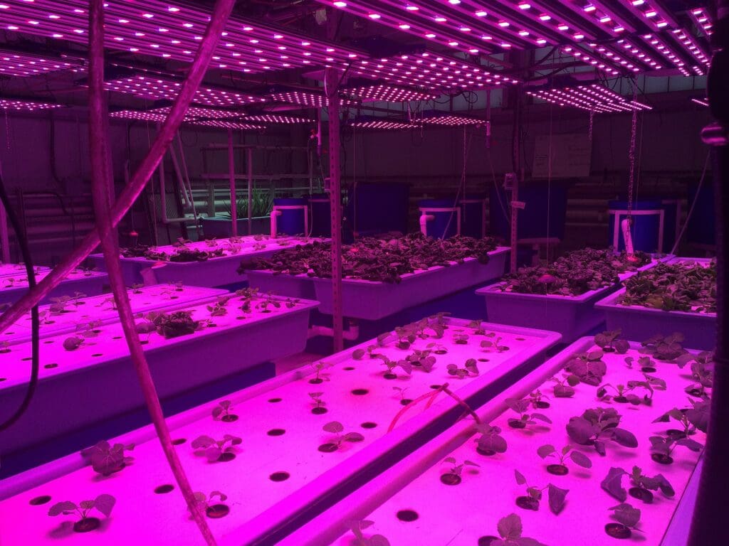 Purple spotlights on the ceiling of an Aquaponics farm lab