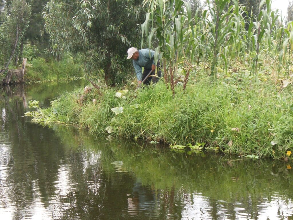 Chinampa area in a Mexican lake