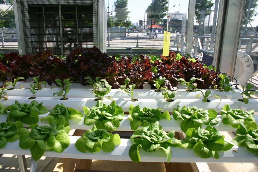 Nutrient Film Technic is a method where a shallow nutrient-rich water stream circulates past plant roots in watertight channels; here applied on green and dark red rows of salad