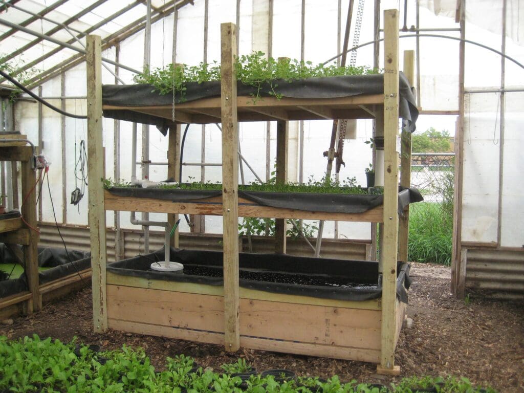A portable aquaponics set-up with the fish tank at the bottom and two shelves of watercress above