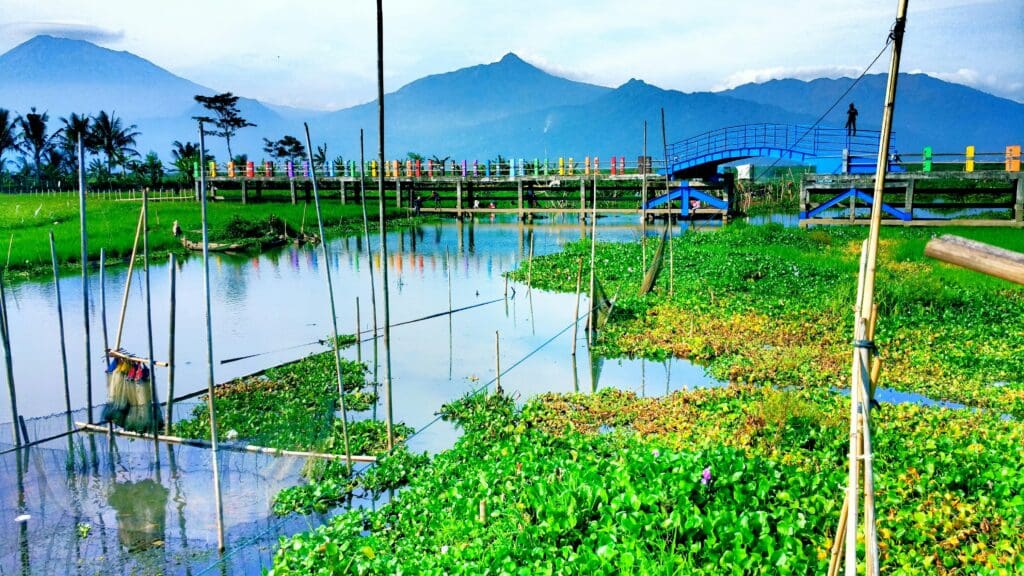 Aquaponics: Uneven clusters of green plants float on a lake's surface, framed by a mountain range in the background.