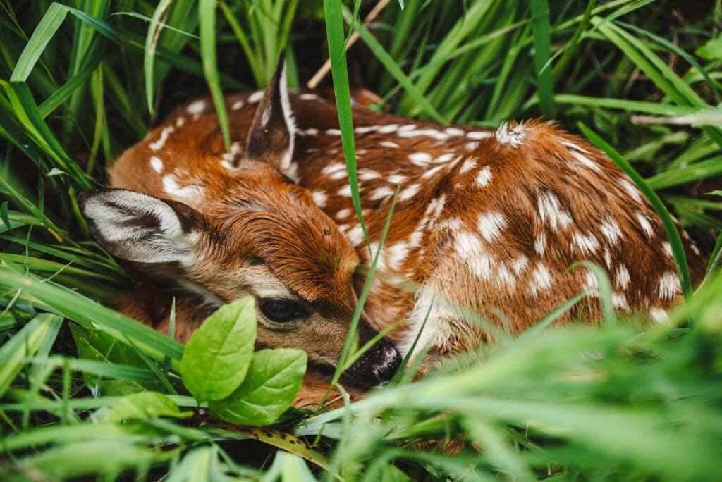 A ginger fawn with white spots is curled up in tall grass