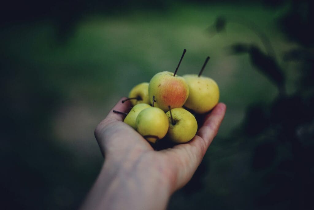 Eine Handvoll frisch gepflückter grün-roter Äpfel