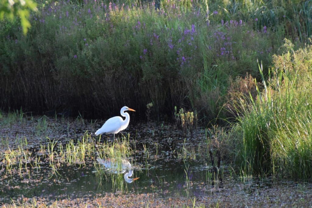 A shining white waterbird amidst wetlands