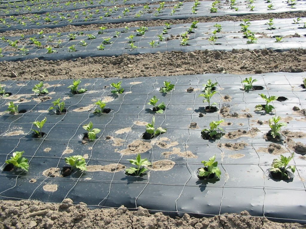 Dark grey mulch film from PLA bio-blend material, covering the soil in between green seedlings